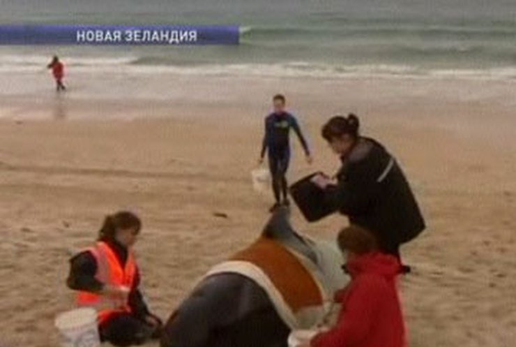 В Новой Зеландии на берег выбросились 73 дельфина