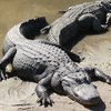 В канализации Нью-Йорка завелись крокодилы