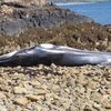 На пляже в Уэльсе нашли мертвого кита
