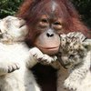 Орангутан стал приемным отцом двум львятам