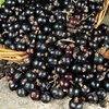 Ученые советуют пить сок черной смородины после спорта