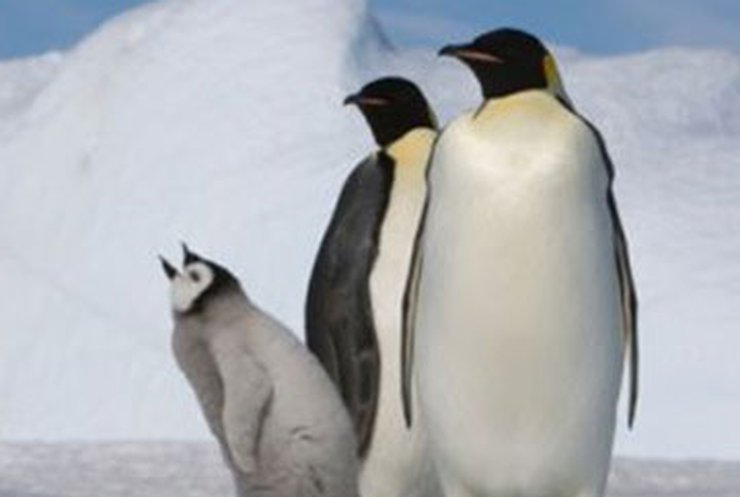 В столичном зоопарке умерли три пингвина