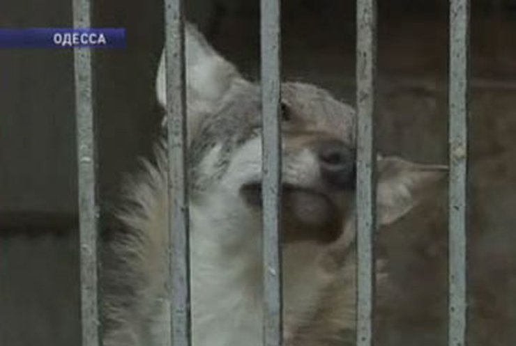 В одесском зоопарке волки искусали шестилетнюю девочку