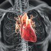 Истощение организма наносит серьезный вред сердцу