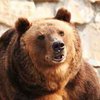В финском зоопарке живет медведица-йог