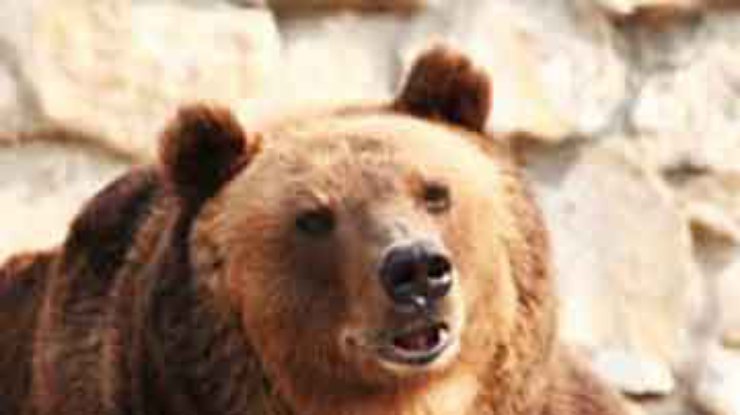 В финском зоопарке живет медведица-йог