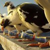 Почтовые голуби оказались быстрее интернета