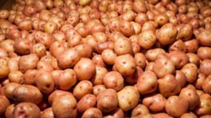 Украина будет покупать картошку у Египта - эксперт