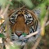 Ученые обнаружили тигров, живущих на высоте 4000 метров