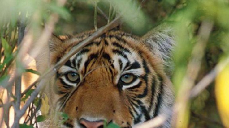 Ученые обнаружили тигров, живущих на высоте 4000 метров