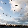 Мигрирующие птицы способны распространять инфекции