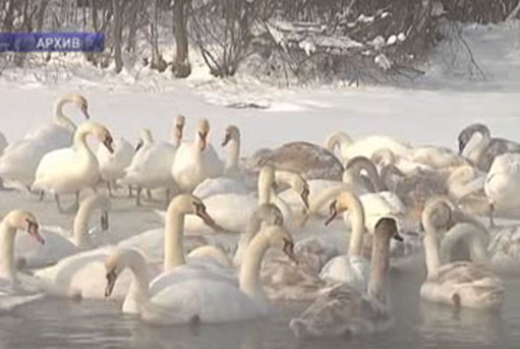 На Буковине спасают "лебединое озеро"