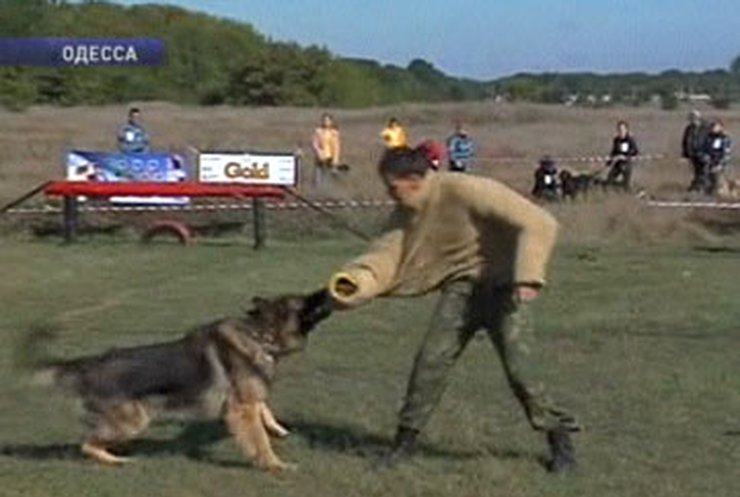 В Одессе прошел Чемпионат Украины среди служебных собак