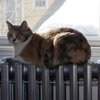 В киевских квартирах будет тепло уже в выходные