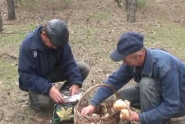 За неделю в Херсонской области от отравления грибами умрели пять человек