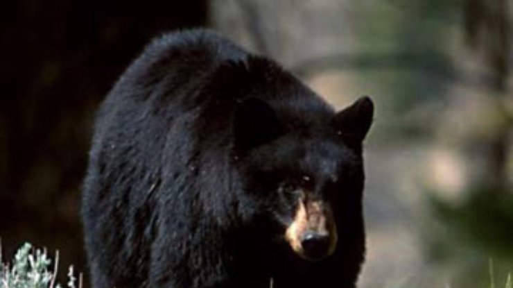 Японию "терроризируют" медведи