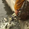 Началась операция по зарыблению Киевского моря