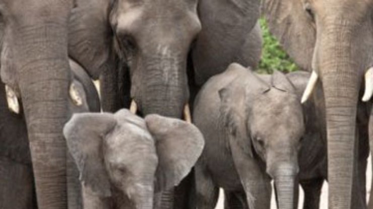 В Индии слонов объявили национальным достоянием
