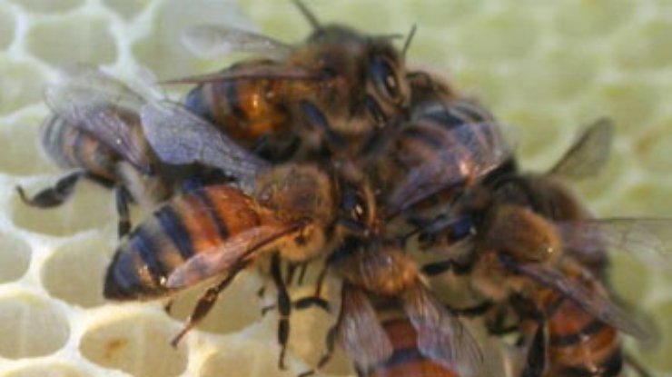 В Тернополе появился памятник пчеле