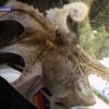 Умер легендарный осьминог Пауль