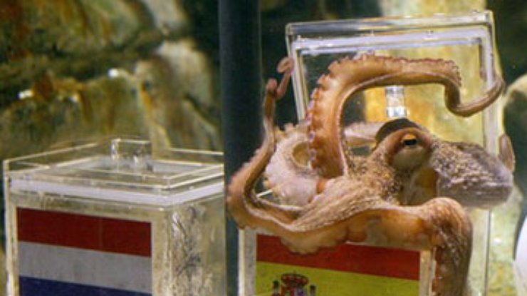 В Германии умер знаменитый осьминог-провидец