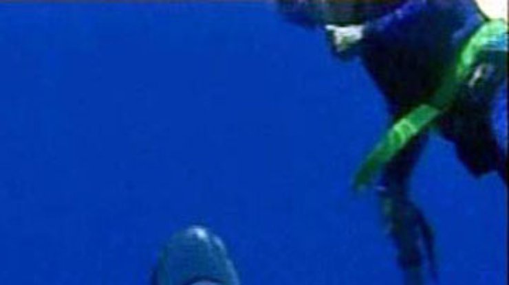 Американский аквалангист отбился от акулы видеокамерой