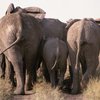 В Индии поймали банду контрабандистов слонов