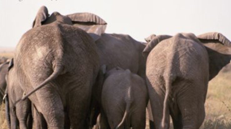 В Индии поймали банду контрабандистов слонов