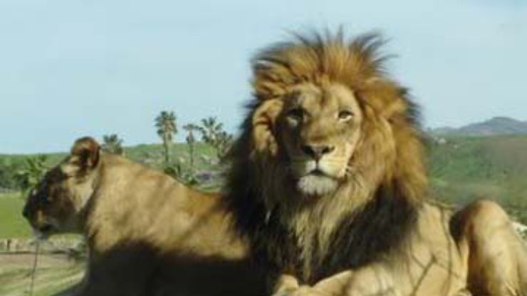 Львы загрызли принимавшего душ туриста сафари