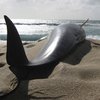 Более 30 черных дельфинов выбросились на берег в Ирландии