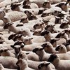 В Турции овцы совершили массовое самоубийство