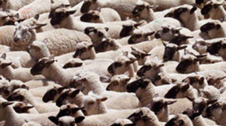 В Турции овцы совершили массовое самоубийство