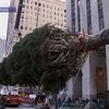 В Нью-Йорке установили рождественскую ель