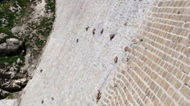 Горные козлы на вертикальной стене водохранилища в Альпах стали сенсацией в Сети