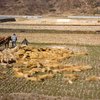 Из-за неурожая зерна Корее грозит голод