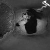 В Венском зоопарке родилась маленькая панда
