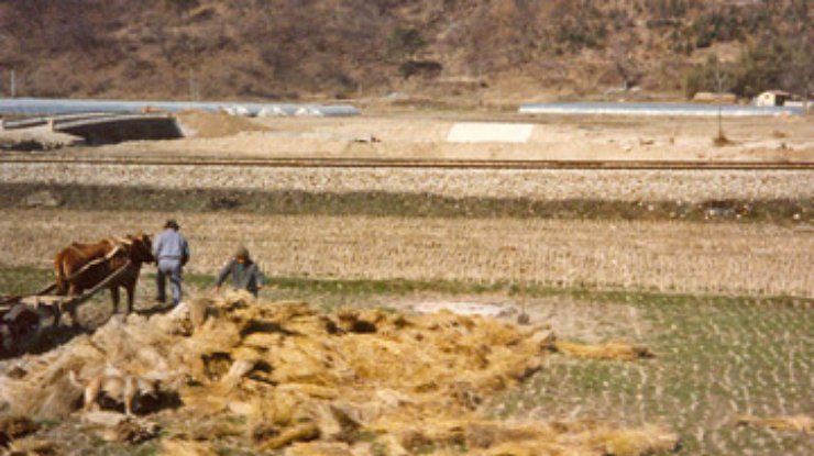 Из-за неурожая зерна Корее грозит голод