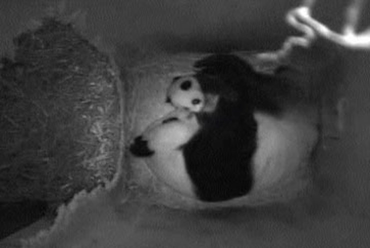В Венском зоопарке родилась маленькая панда
