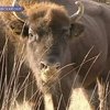 В Украину прибыли зубры-иностранцы