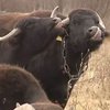 На Закарпатье немецкий фермер разводит буйволов