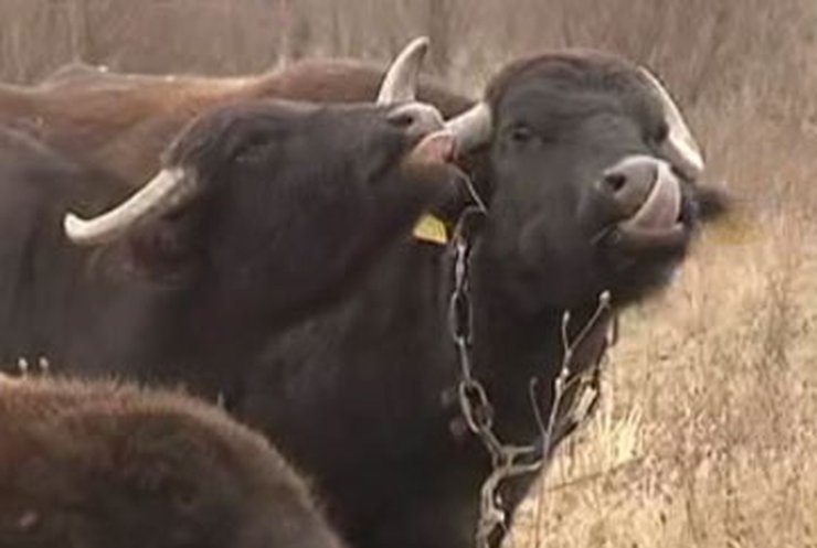 На Закарпатье немецкий фермер разводит буйволов