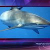 В Египте акула искалечила троих российских туристов