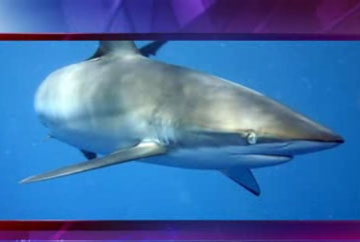 В Египте акула искалечила троих российских туристов