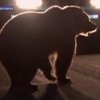 В Словакии полицейские застрелили медведя