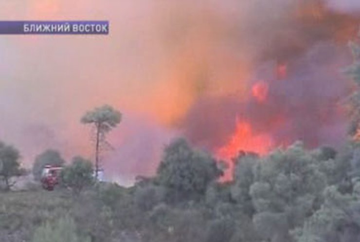В Израиле лесные пожары убили 50 человек