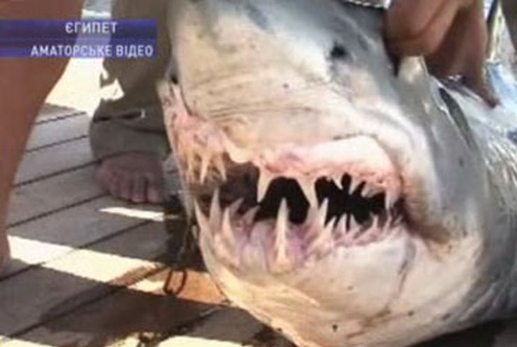 В Шарм-эль-Шейхе поймали акулу, которая могла нападать на людей