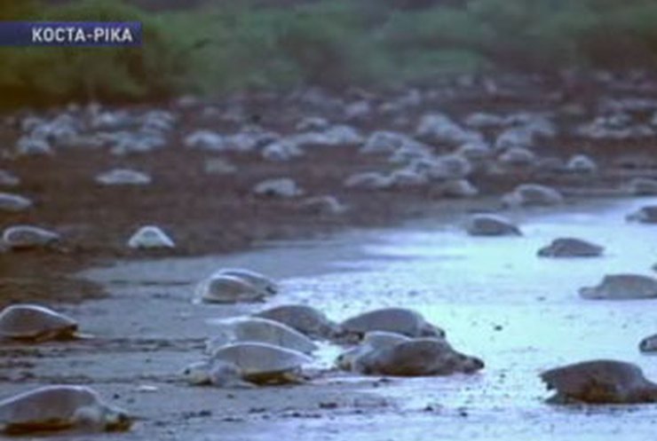 Побережье Коста-Рики оккупировали черепахи