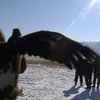 В Казахстане открыли зимний сезон орлиной охоты