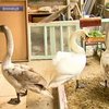 В Винницкой области люди спасли лебедей от мороза