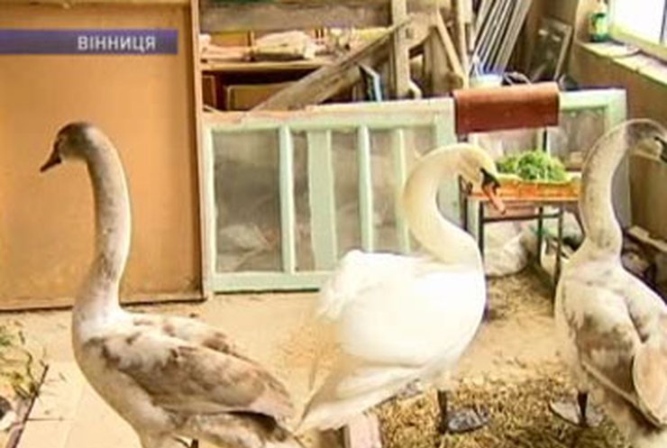 В Винницкой области люди спасли лебедей от мороза